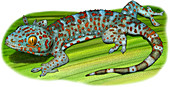 Tokay Gecko,Illustration