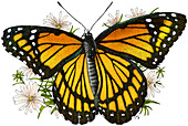 Viceroy Butterfly,Illustration