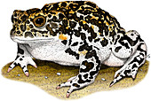 Yosemite Toad,Illustration