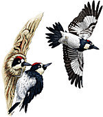 Acorn Woodpeckers,Illustration