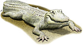 Albino American Alligator,Illustration