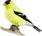 American Goldfinch,Illustration