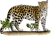 Amur Leopard,Illustration