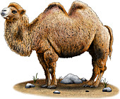 Bactrian Camel,Illustration