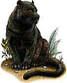 Black Panther,Illustration