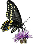 Black Swallowtail Butterfly,Illustration