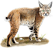 Bobcat,Illustration