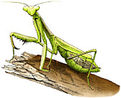 California Praying Mantis,Illustration