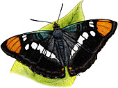 California Sister Butterfly,Illustration