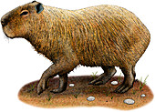 Capybara,Illustration