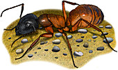 Carpenter Ant,Illustration