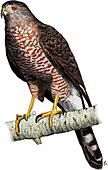 Cooper's Hawk,Illustration