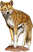 Dingo,Illustration