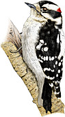 Downy Woodpecker,Illustration