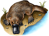 Duck-billed Platypus,Illustration