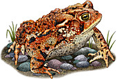 Eastern American Toad,Illustration