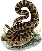 Rattlesnake,Illustration