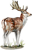 Fallow Deer,Illustration