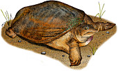 Florida Softshell Turtle,Illustration