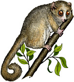 Gray Mouse Lemur,Illustration