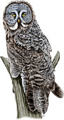 Great Gray Owl,Illustration