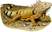 Green Iguana,Illustration