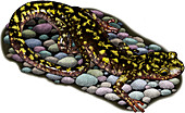 Green Salamander,Illustration