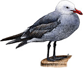 Heermann's Gull,Illustration