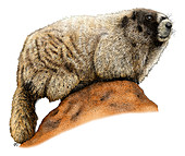 Hoary Marmot,Illustration