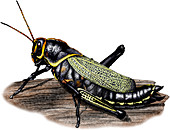 Horse Lubber Grasshopper,Illustration