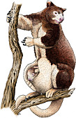Huon Tree Kangaroo,Illustration