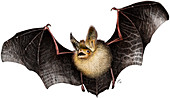 Long-Eared Bat,Illustration
