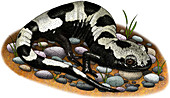 Marbled Salamander,Illustration