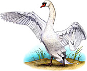 Mute Swan,Illustration