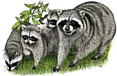 Northern Raccoons,Illustration