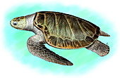 Olive Ridley Sea Turtle,Illustration