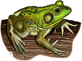 Pig Frog,Illustration