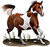 Pinto Horse,Illustration