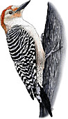 Red-headed Woodpecker,Illustration