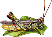 Red-Legged Grasshopper,Illustration