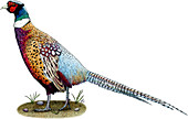 Ring-Necked Pheasant,Illustration