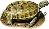 Russian Tortoise,Illustration