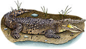 Saltwater Crocodile,Illustration