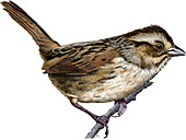 Swamp Sparrow,Illustration