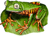 Tiger-Legged Monkey Frog,Illustration