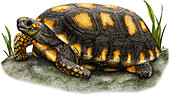 Yellow-footed Tortoise,Illustration