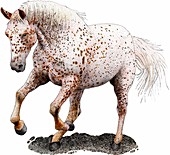 Appaloosa horse,Illustration