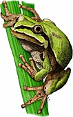 Arizona tree frog,Illustration