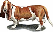 Basset hound,Illustration