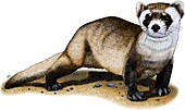 Black-footed ferret,Illustration
